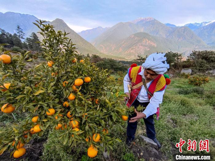 林芝下察隅鎮(zhèn)京都村101畝耙耙柑豐收?！〗w波 攝