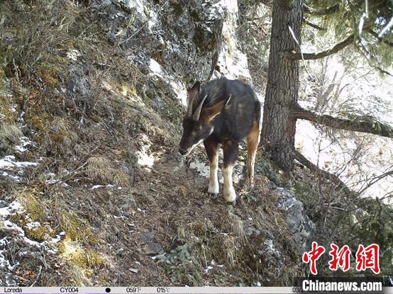 圖為相同位點記錄到的國家二級重點保護野生動物—中華鬣羚?！≈袊茖W院昆明動物研究所提供