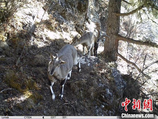 圖為相同位點記錄到的雪豹主要獵物—巖羊?！≈袊茖W院昆明動物研究所提供