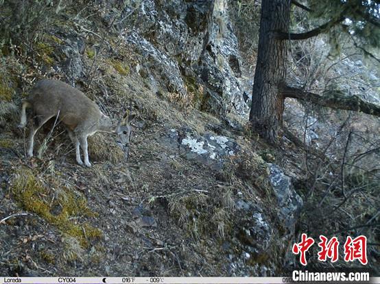 圖為相同位點記錄到的國家一級重點保護野生動物—馬麝?！≈袊茖W院昆明動物研究所提供