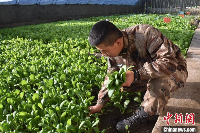 圖為阿里軍分區(qū)某邊防團(tuán)官兵在溫室摘菜?！￡悋[岳 攝