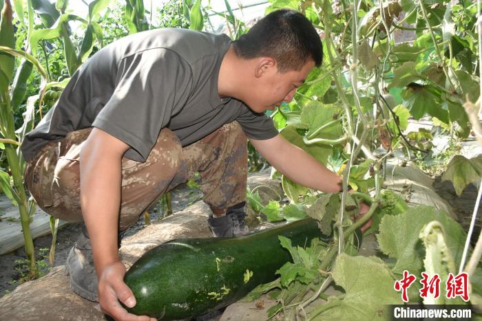 圖為阿里軍分區(qū)某邊防團(tuán)官兵在溫室摘菜。　陳嘯岳 攝