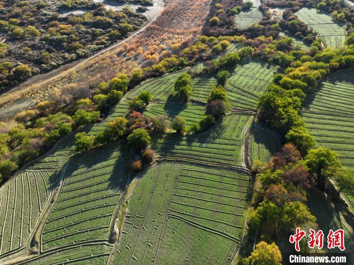 圖為11月8日，雅魯藏布江畔的高原梯田。　董志雄 攝