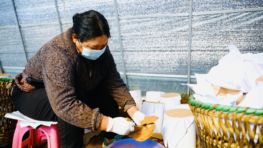 采收靈芝孢子粉。