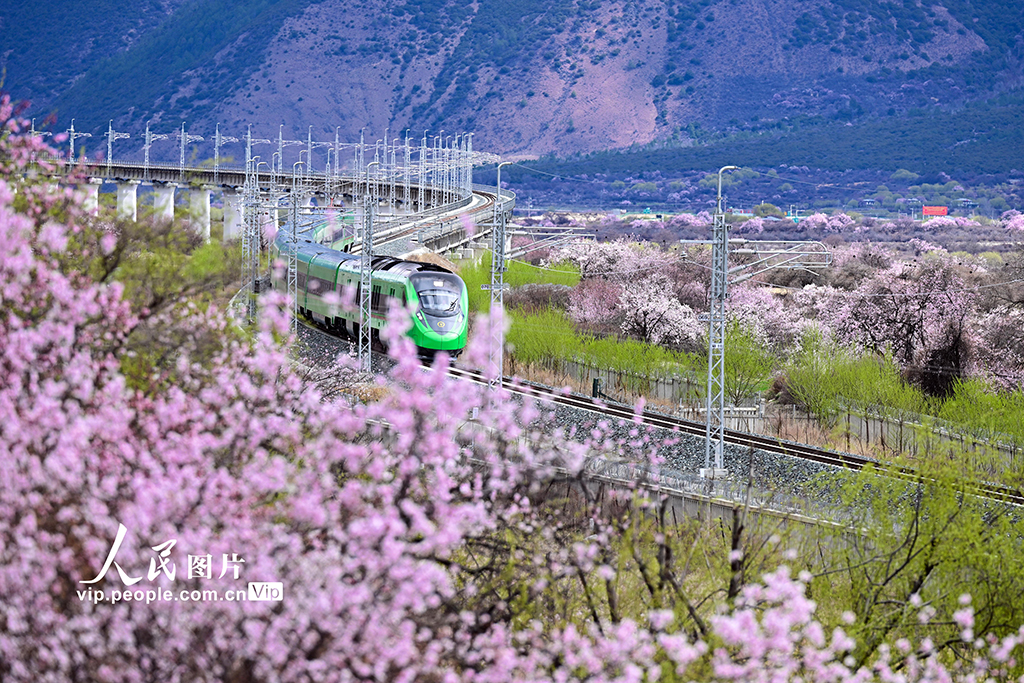 西藏林芝：雪域高原列車穿越花?！?】