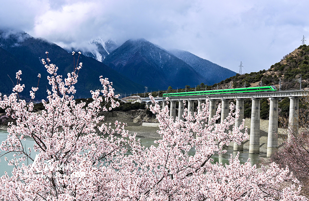 西藏林芝：雪域高原列車穿越花?！?】