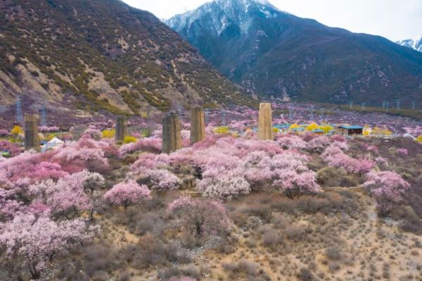 人間桃花源！林芝桃花有多絕？