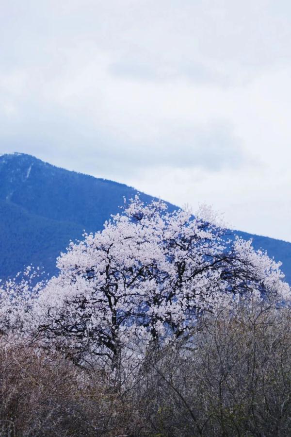 人間桃花源！林芝桃花有多絕？