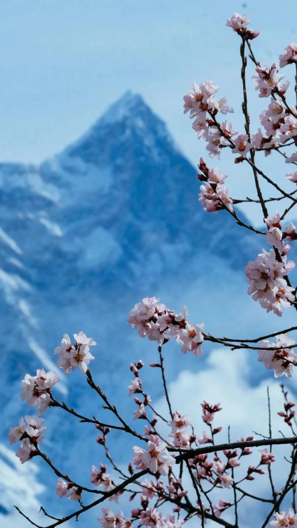 人間桃花源！林芝桃花有多絕？