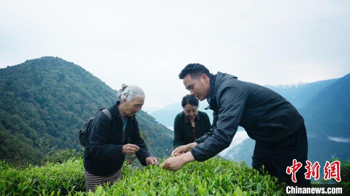 圖為銀發(fā)旅游體驗團(tuán)兩位老人體驗采茶?！∥鞑貙ｍ椔糜螀f(xié)會供圖