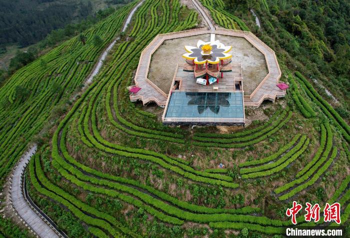 圖為西藏林芝市墨脫縣背崩鄉(xiāng)格林村山頂?shù)木坝^茶園。(無人機(jī)照片) 李林 攝