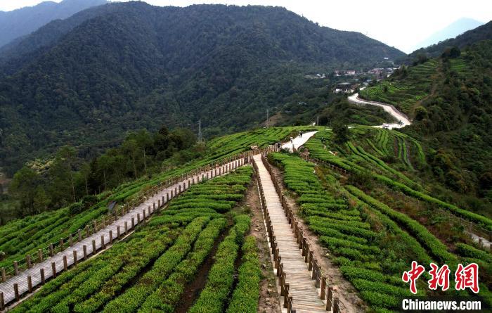 圖為西藏林芝市墨脫縣背崩鄉(xiāng)格林村山頂?shù)木坝^茶園。(無人機(jī)照片) 李林 攝