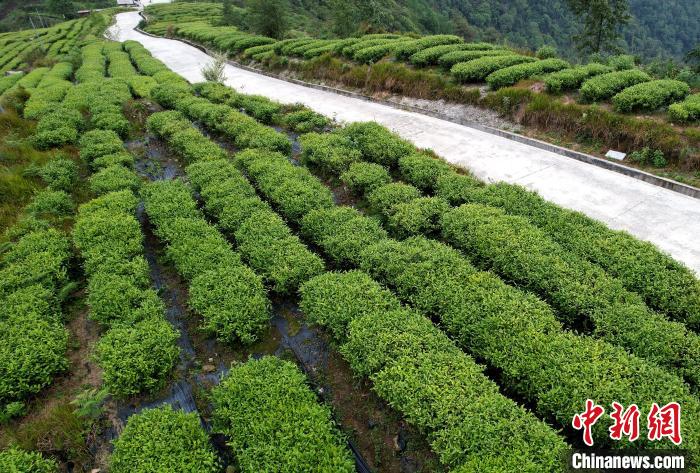 圖為西藏林芝市墨脫縣背崩鄉(xiāng)格林村山頂?shù)木坝^茶園。(無人機(jī)照片) 李林 攝