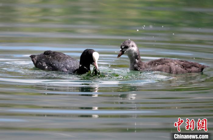 圖為6月22日，棲息在拉魯濕地內(nèi)的古頂雞?！±盍?攝