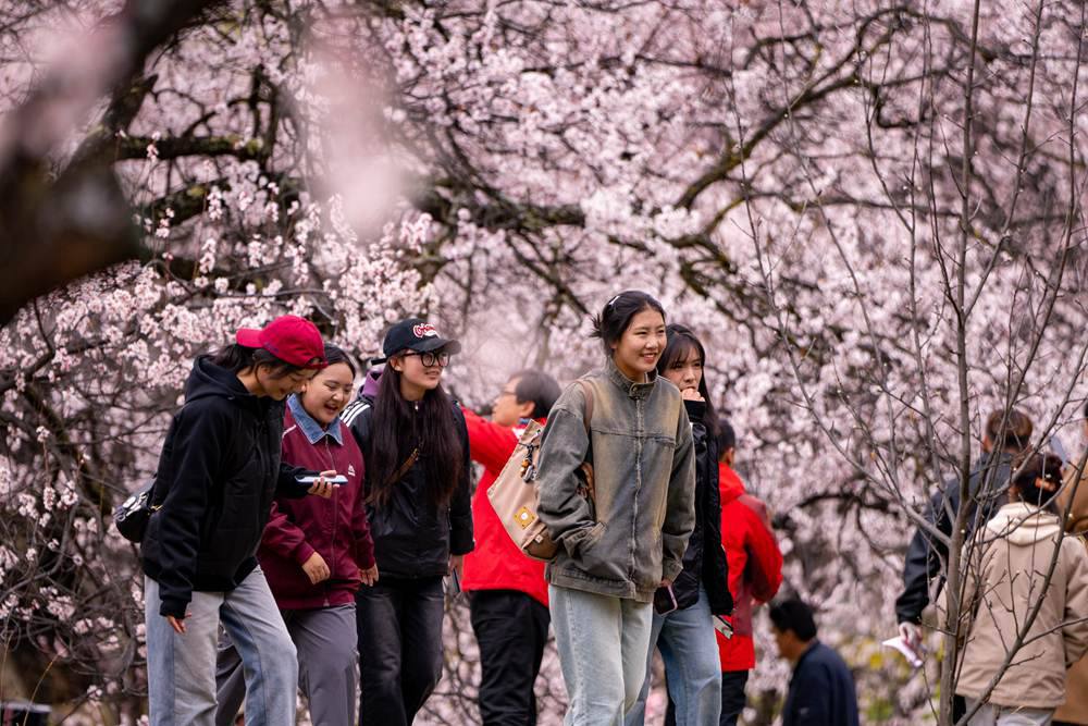 桃花盛開惹人醉，八方游客賞花來。徐馭堯攝