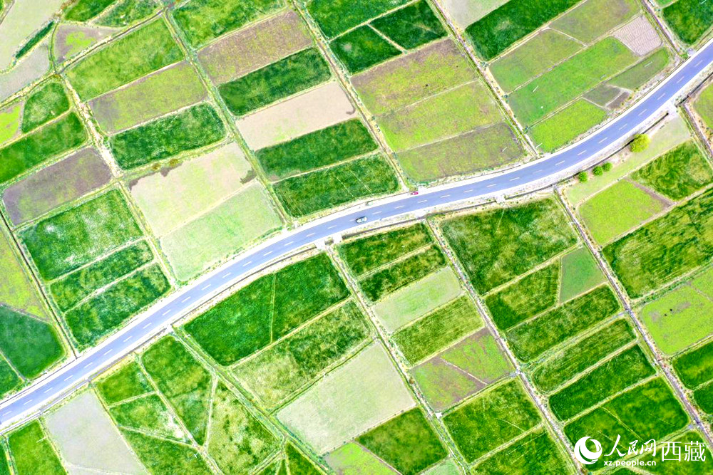 無(wú)人機(jī)視角下的西藏山南市瓊結(jié)農(nóng)田。人民網(wǎng)記者 次仁羅布攝