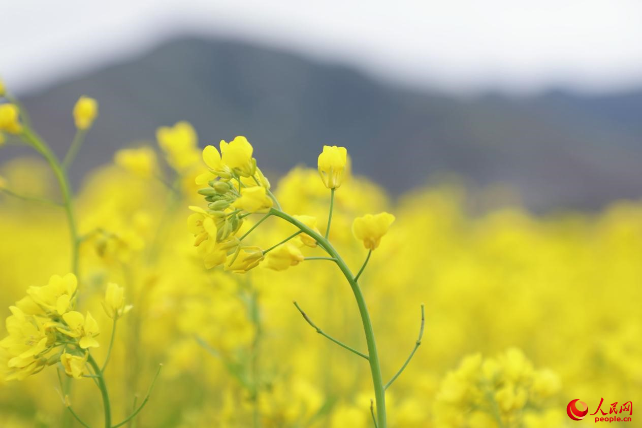 金色油菜花鋪滿大地。 人民網(wǎng) 李海霞攝