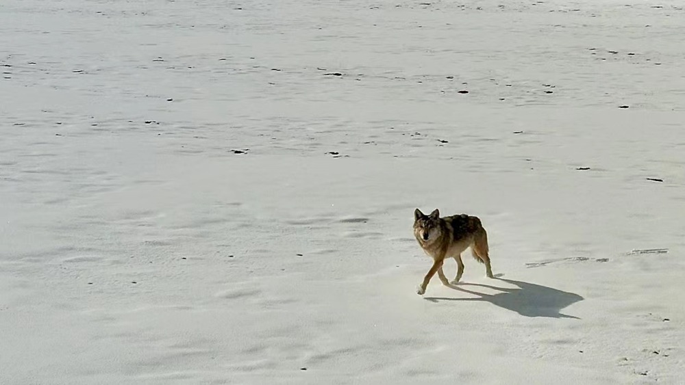 雪地里的阿里“狼”。