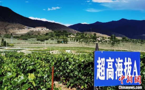 圖為桑日縣種植的葡萄?！∩侥仙Ｈ湛h委宣傳部提供